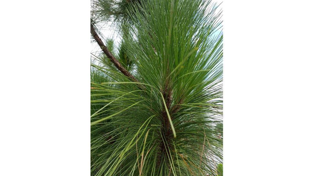 Supreme Longleaf Yellow Pine | 5/8″ × 5″ × 8′ | Nickel Gap / Pattern 122 (V-Groove)