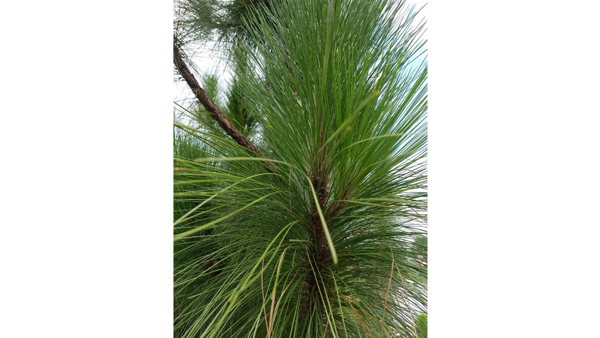 Supreme Longleaf Yellow Pine | 5/8″ × 5″ × 8′ | Nickel Gap / Pattern 122 (V-Groove)